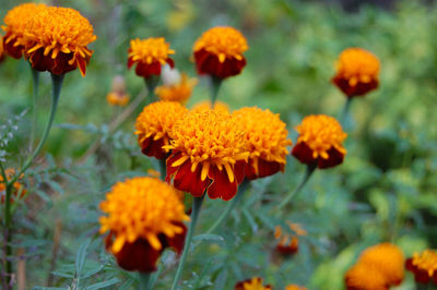 Close-up of orange marigold flowers