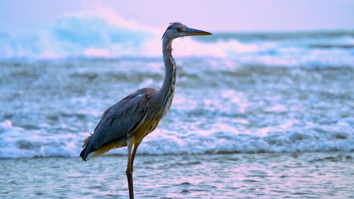 Bird perching on a beach