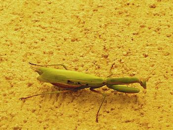 Close-up of insect on leaf