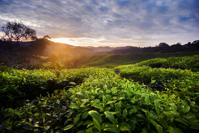 Scenic view of field against sky at sunset