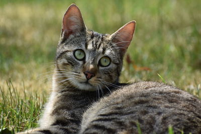 Close-up portrait of a cat on field