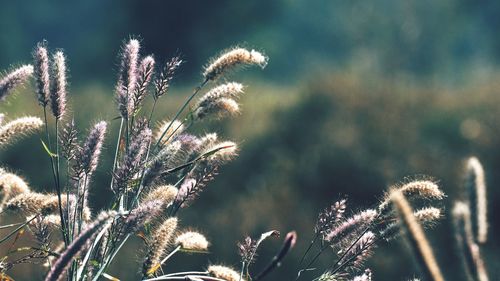 Low angle view of plants against sky