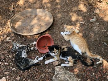 High angle view of cats on field