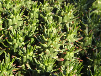 Close-up of succulent plants