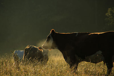 Horse on grassy field against sky