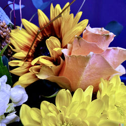 Close-up of yellow flowering plant