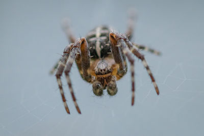 Close-up of spider