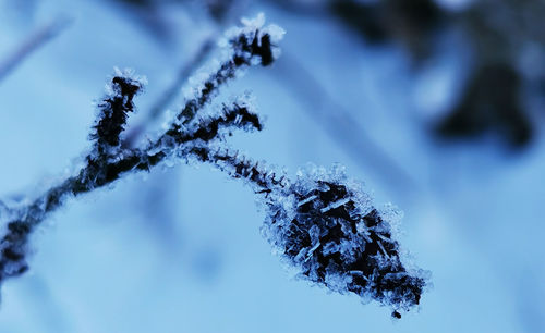 Beautiful cold winter in the garden