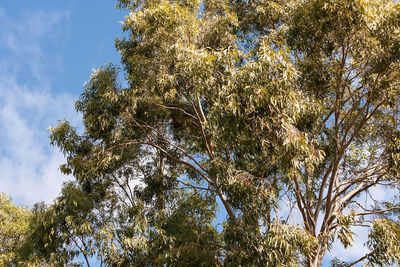 Low angle view of trees in forest against sky