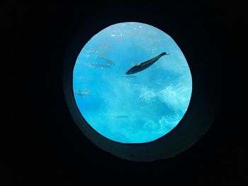 View of jellyfish swimming in sea