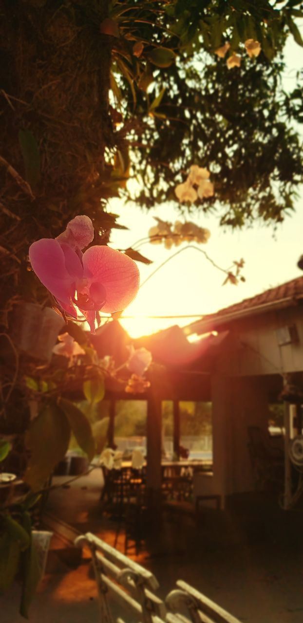 VIEW OF FLOWERING PLANT AGAINST TREES DURING SUNSET