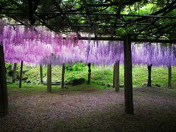 Purple flowers on field