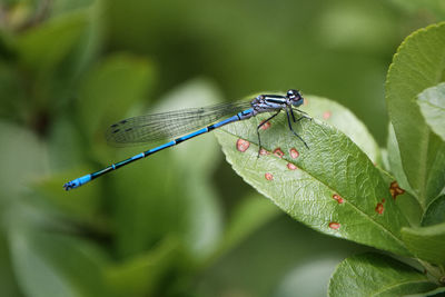 Close-up of damselfly on leaf