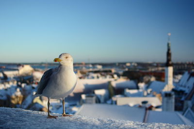 Seagull on snow against clear sky