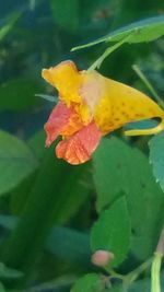 Close-up of yellow flower blooming outdoors