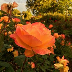 Close-up of orange flowers blooming outdoors