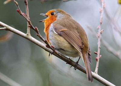 Close-up of bird perching on branch