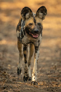animal