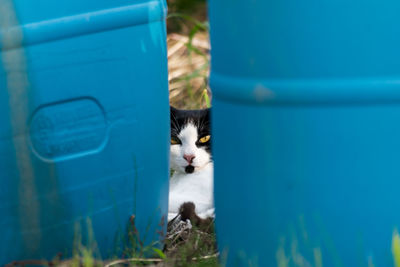 Close-up of cat on blue wall