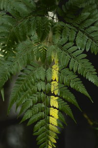 High angle view of leaves on tree