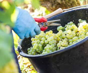 High angle view of fruits in container