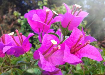 Close-up of pink flowers blooming outdoors