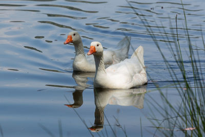 Ducks in the water in semi shade in a swamp