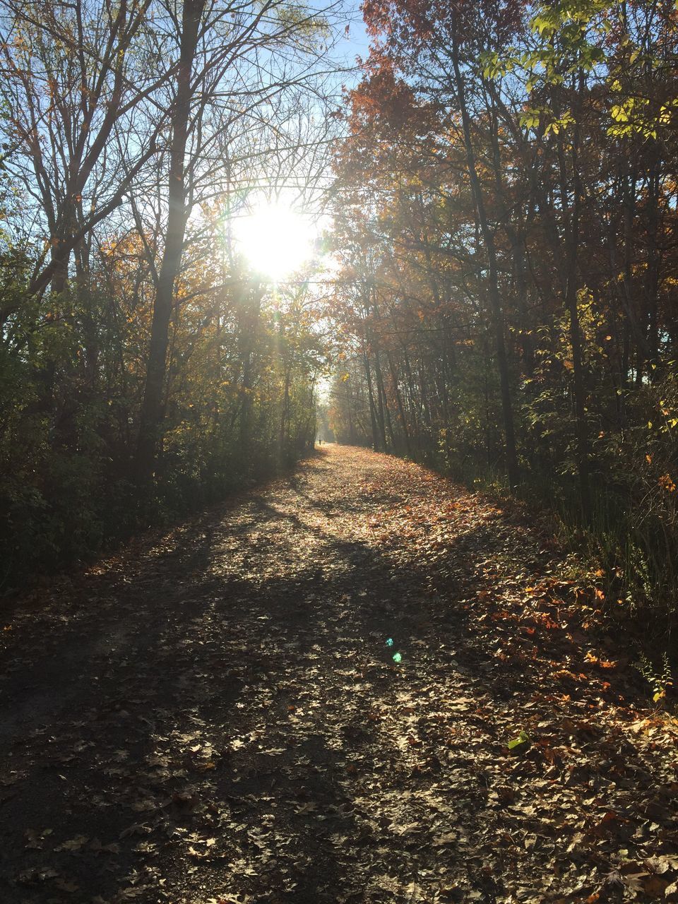 tree, sun, sunlight, sunbeam, tranquility, lens flare, tranquil scene, nature, beauty in nature, growth, scenics, forest, the way forward, landscape, branch, sunny, non-urban scene, sky, day, outdoors