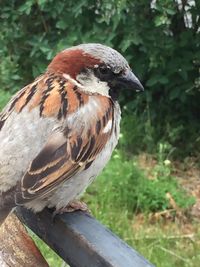 Close-up of bird