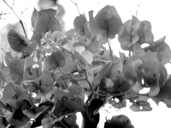 Close-up of plants against sky