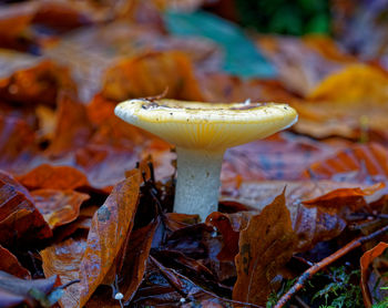 Close-up of mushroom growing in forest