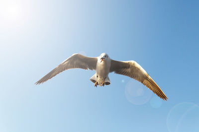 Low angle view of bird flying against clear sky