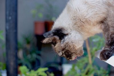 Side view of cat in back yard