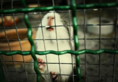 Two horses in cage