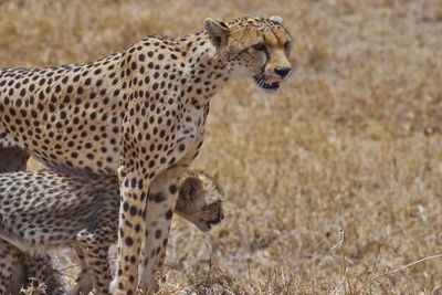 Close-up of cheetah