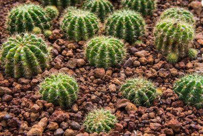 High angle view of cactus plants growing on field