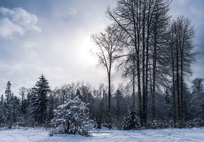 Bare trees on snow covered field against sky