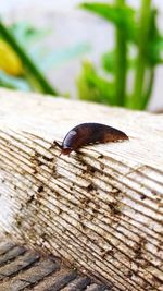 Close-up of insect on wood