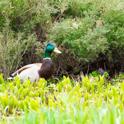 Bird in a field