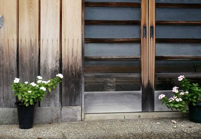 Potted plants outside house