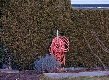 Hose  hanging on tree
