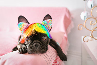 Close-up of french bulldog dog with funny rainbow wig on couch at home