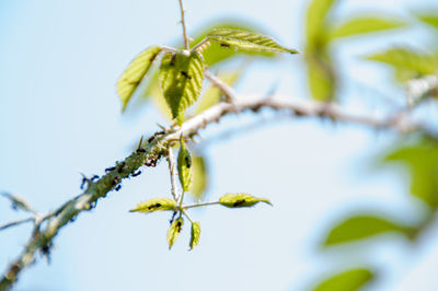 Low angle view of flower plant