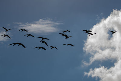 Low angle view of birds flying in sky