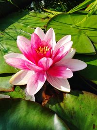 Close-up of lotus water lily in pond
