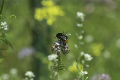 Close-up of bee pollinating on flower