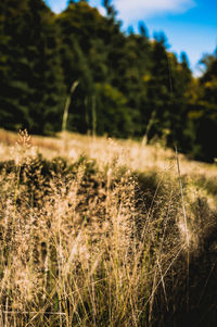 Plants growing on land