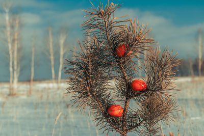 Close-up of berries growing on tree against sky