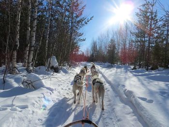 Rear view of sledge dogs walking on snow covered field during sunny day