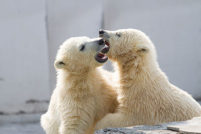 Polar bear cubs playing at zoo